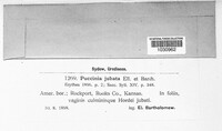 Puccinia graminis ssp. graminis image